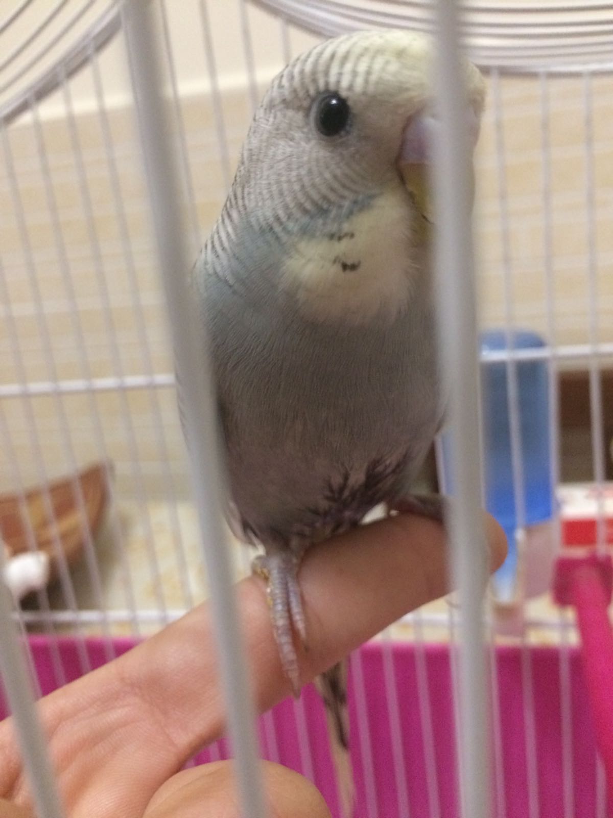 Volo!!